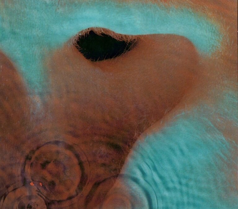 Album Review: Pink Floyd’s Meddle